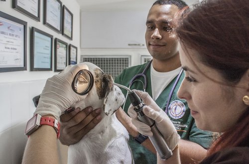 Femme vétérinaire qui soigne un chien